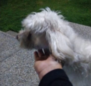 Cani, 33 years old, La Plata, Argentina