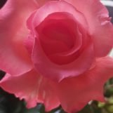 Eugenia, 51 years old, Alcorcon, Spain