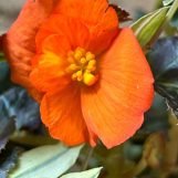 Geraldine, 43 years old, Santa Cruz de la Sierra, Bolivia