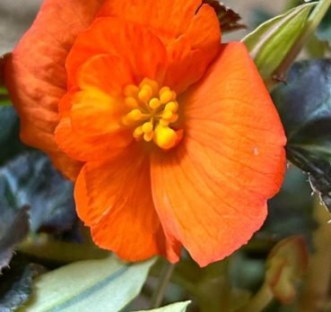 Geraldine, 43 years old, Santa Cruz de la Sierra, Bolivia