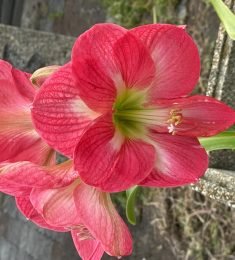 Mar, 44 years old, Hetero, Woman, Gifu-shi, Japan